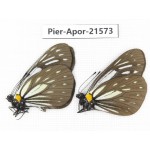 Aporia agathon omotoi. China, Yunnan, Dehong area, Yingjiang county. 2M. Pier-Apor-21573.