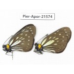 Aporia agathon omotoi. China, Yunnan, Dehong area, Yingjiang county. 2M. Pier-Apor-21574.