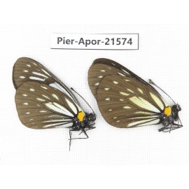 Aporia agathon omotoi. China, Yunnan, Dehong area, Yingjiang county. 2M. Pier-Apor-21574.