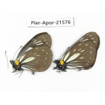 Aporia agathon omotoi. China, Yunnan, Dehong area, Yingjiang county. 2M. Pier-Apor-21576.