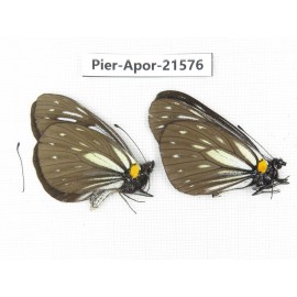 Aporia agathon omotoi. China, Yunnan, Dehong area, Yingjiang county. 2M. Pier-Apor-21576.