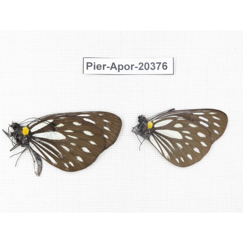 Aporia agathon omotoi. China, Yunnan, N of Nujiang valley. 2M. Pier-Apor-20376.