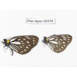 Aporia agathon omotoi. China, Yunnan, N of Nujiang valley. 2M. Pier-Apor-20376.
