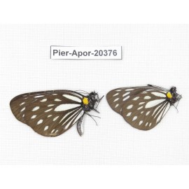 Aporia agathon omotoi. China, Yunnan, N of Nujiang valley. 2M. Pier-Apor-20376.