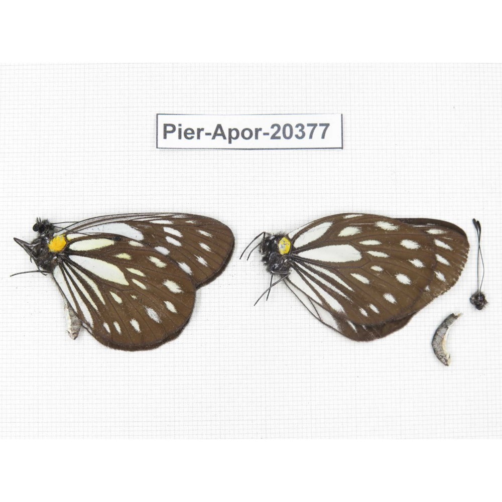 Aporia agathon omotoi. China, Yunnan, N of Nujiang valley. 2M. Pier-Apor-20377.