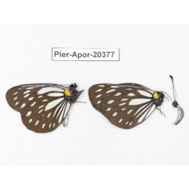 Aporia agathon omotoi. China, Yunnan, N of Nujiang valley. 2M. Pier-Apor-20377.