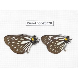 Aporia agathon omotoi. China, Yunnan, N of Nujiang valley. 2M. Pier-Apor-20378.