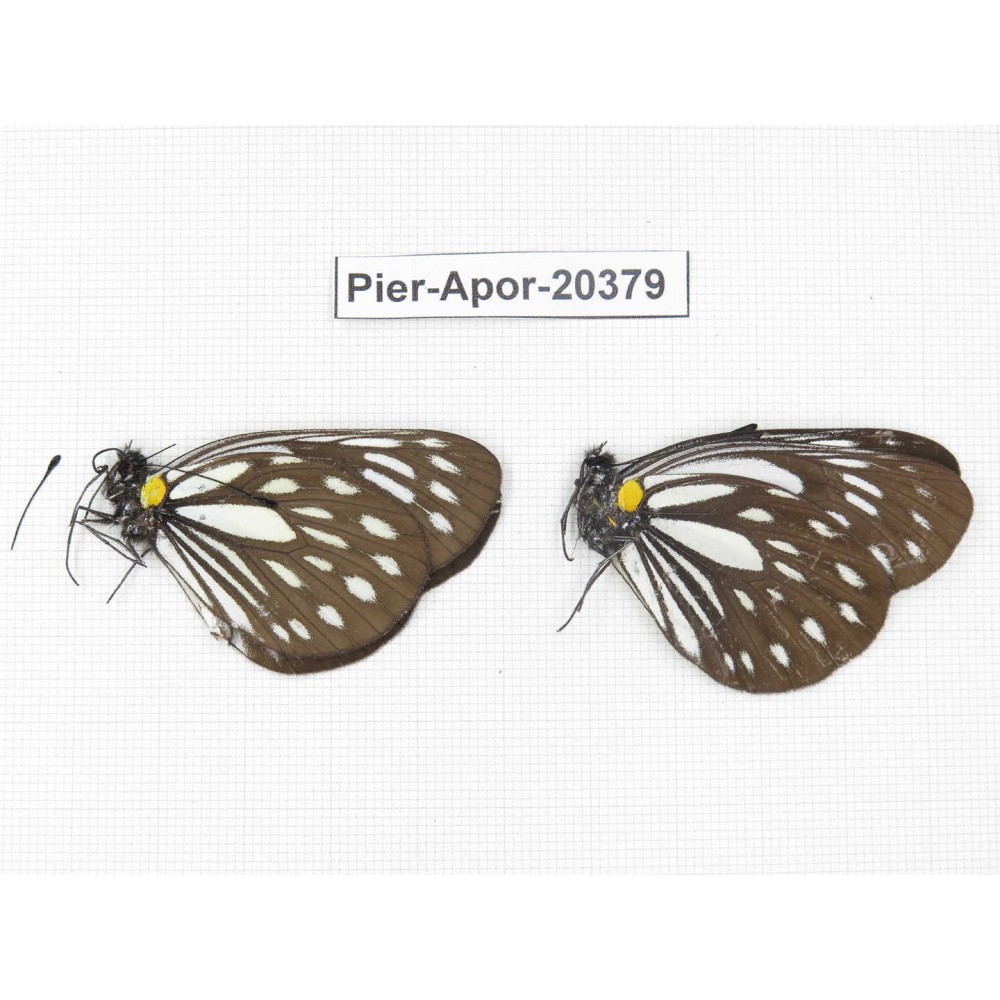 Aporia agathon omotoi. China, Yunnan, N of Nujiang valley. 2M. Pier-Apor-20379.