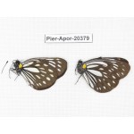 Aporia agathon omotoi. China, Yunnan, N of Nujiang valley. 2M. Pier-Apor-20379.