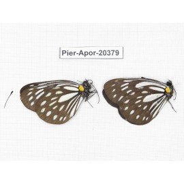 Aporia agathon omotoi. China, Yunnan, N of Nujiang valley. 2M. Pier-Apor-20379.