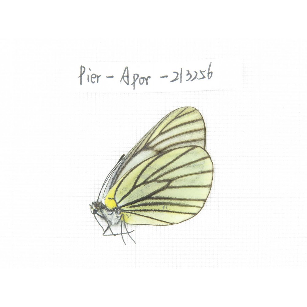 Aporia bieti transiens. China, Sichuan, Ganzi area, Litang county. 1F. Pier-Apor-213256.