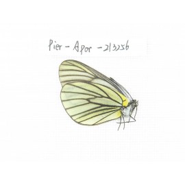 Aporia bieti transiens. China, Sichuan, Ganzi area, Litang county. 1F. Pier-Apor-213256.