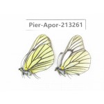 Aporia bieti transiens. China, Sichuan, Ganzi area, Litang county. 2M. Pier-Apor-213261.
