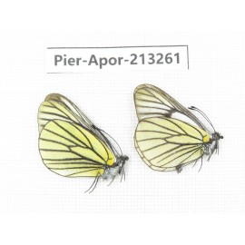 Aporia bieti transiens. China, Sichuan, Ganzi area, Litang county. 2M. Pier-Apor-213261.