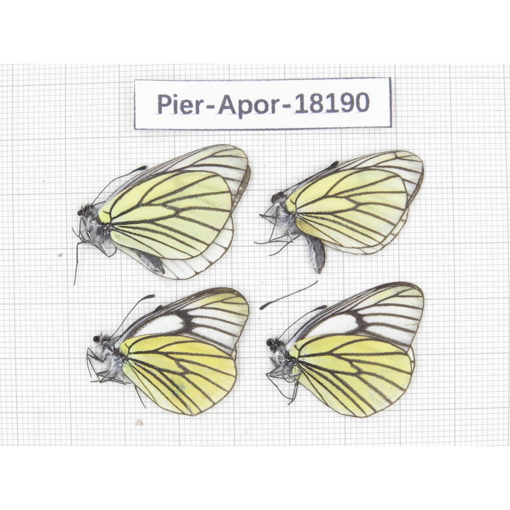 Aporia bieti transiens. China, Sichuan, Ganzi, Batang county. 4M. Pier-Apor-18190.