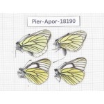 Aporia bieti transiens. China, Sichuan, Ganzi, Batang county. 4M. Pier-Apor-18190.