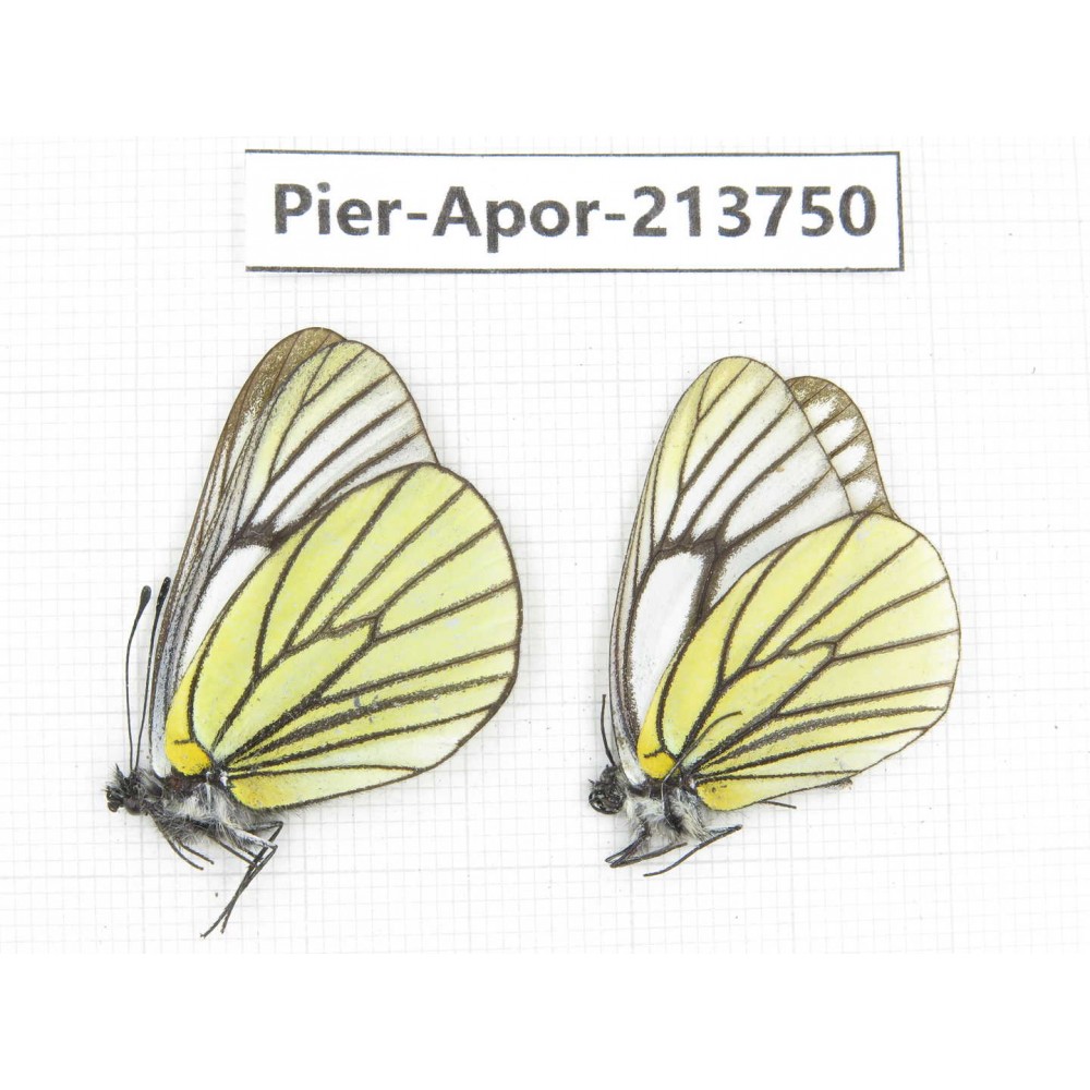 Aporia bieti transiens. China, Sichuan, Ganzi, Daofu county. 2M. Pier-Apor-213750.