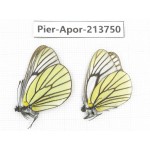 Aporia bieti transiens. China, Sichuan, Ganzi, Daofu county. 2M. Pier-Apor-213750.