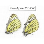 Aporia bieti transiens. China, Sichuan, Ganzi, Daofu county. 2M. Pier-Apor-213752.