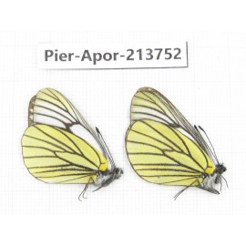 Aporia bieti transiens. China, Sichuan, Ganzi, Daofu county. 2M. Pier-Apor-213752.