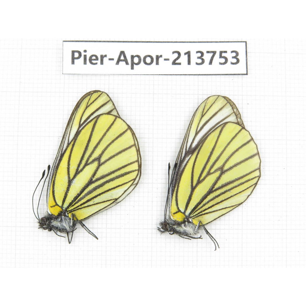 Aporia bieti transiens. China, Sichuan, Ganzi, Daofu county. 2M. Pier-Apor-213753.