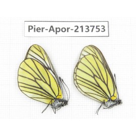 Aporia bieti transiens. China, Sichuan, Ganzi, Daofu county. 2M. Pier-Apor-213753.