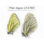 Aporia bieti transiens. China, Sichuan, Ganzi, Daofu county. 3M. Pier-Apor-213770.