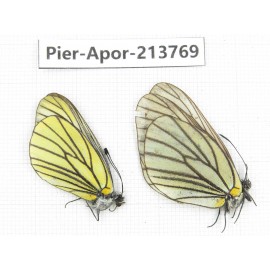 Aporia bieti transiens. China, Sichuan, Ganzi, Daofu county. 3M. Pier-Apor-213770.