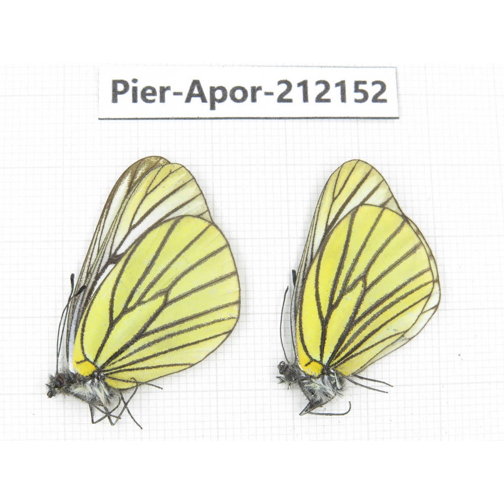 Aporia bieti transiens. China, Sichuan, Ganzi, Kangding, Mt.Zheduoshan. 2M. Pier-Apor-212152.