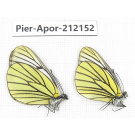 Aporia bieti transiens. China, Sichuan, Ganzi, Kangding, Mt.Zheduoshan. 2M. Pier-Apor-212152.