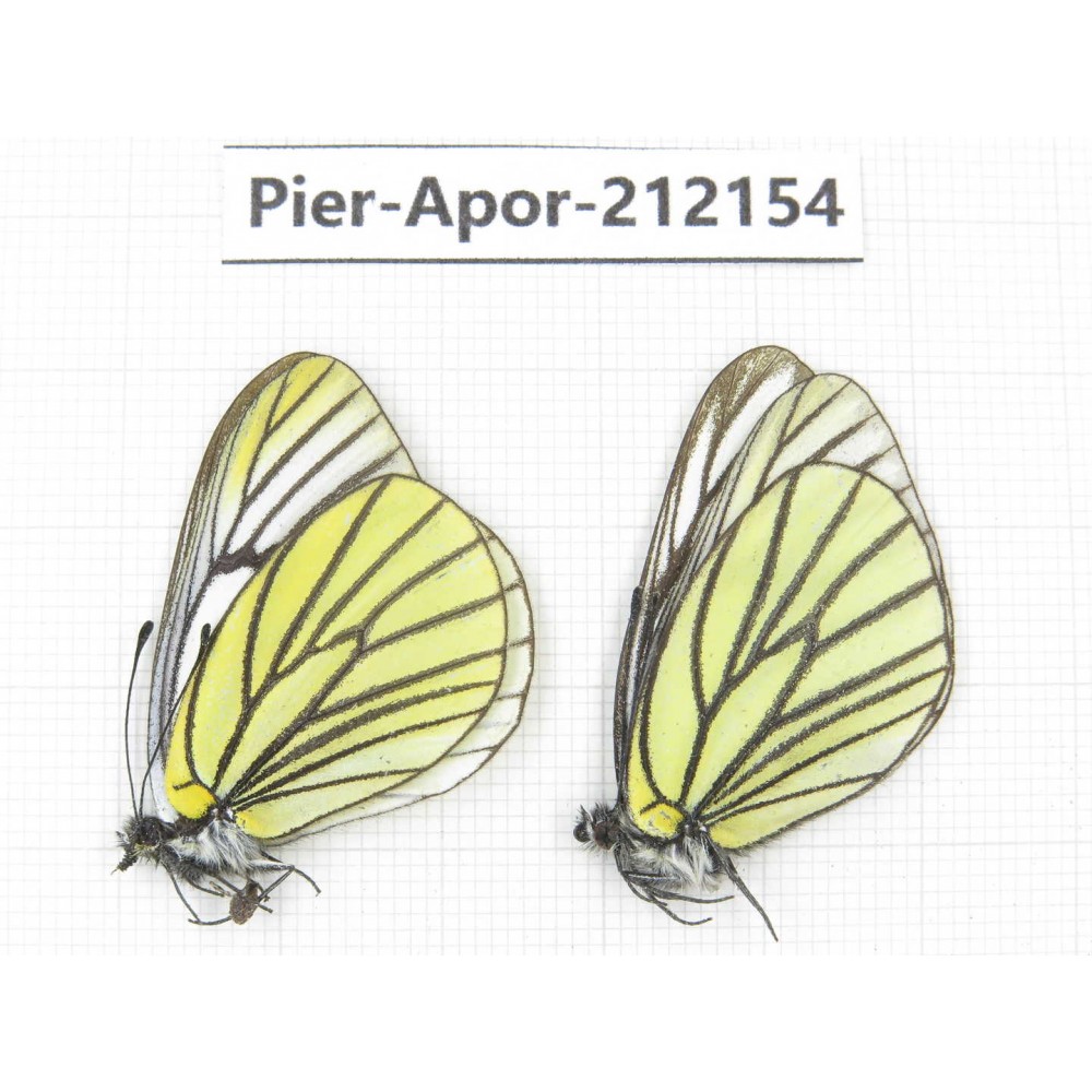 Aporia bieti transiens. China, Sichuan, Ganzi, Kangding, Mt.Zheduoshan. 2M. Pier-Apor-212154.