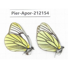 Aporia bieti transiens. China, Sichuan, Ganzi, Kangding, Mt.Zheduoshan. 2M. Pier-Apor-212154.