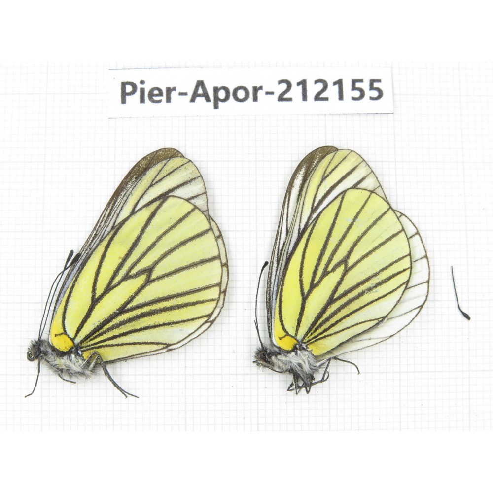 Aporia bieti transiens. China, Sichuan, Ganzi, Kangding, Mt.Zheduoshan. 2M. Pier-Apor-212155.