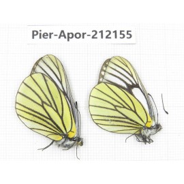 Aporia bieti transiens. China, Sichuan, Ganzi, Kangding, Mt.Zheduoshan. 2M. Pier-Apor-212155.