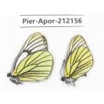 Aporia bieti transiens. China, Sichuan, Ganzi, Kangding, Mt.Zheduoshan. 2M. Pier-Apor-212156.
