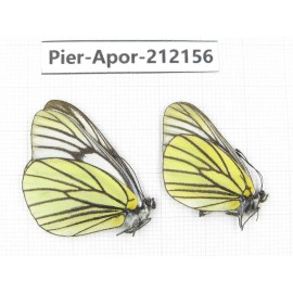 Aporia bieti transiens. China, Sichuan, Ganzi, Kangding, Mt.Zheduoshan. 2M. Pier-Apor-212156.