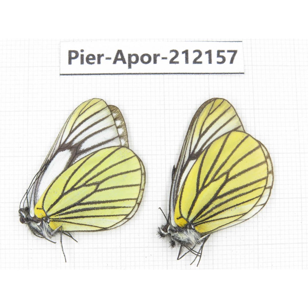 Aporia bieti transiens. China, Sichuan, Ganzi, Kangding, Mt.Zheduoshan. 2M. Pier-Apor-212157.