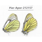Aporia bieti transiens. China, Sichuan, Ganzi, Kangding, Mt.Zheduoshan. 2M. Pier-Apor-212157.