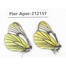 Aporia bieti transiens. China, Sichuan, Ganzi, Kangding, Mt.Zheduoshan. 2M. Pier-Apor-212157.
