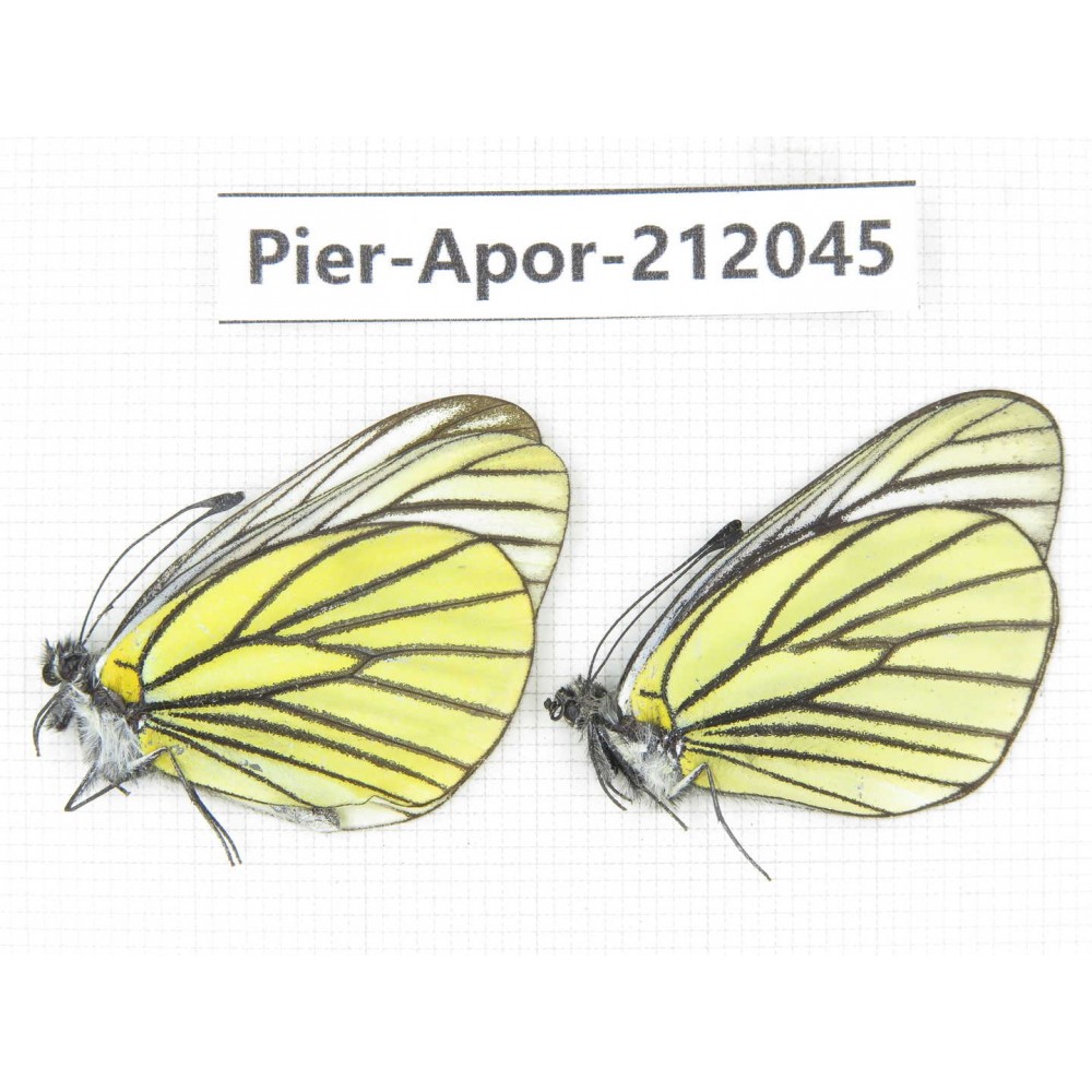 Aporia bieti transiens. China, Sichuan, Ganzi, Kangding, Tagong town. 2M. Pier-Apor-212045.