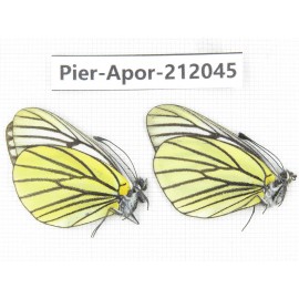 Aporia bieti transiens. China, Sichuan, Ganzi, Kangding, Tagong town. 2M. Pier-Apor-212045.