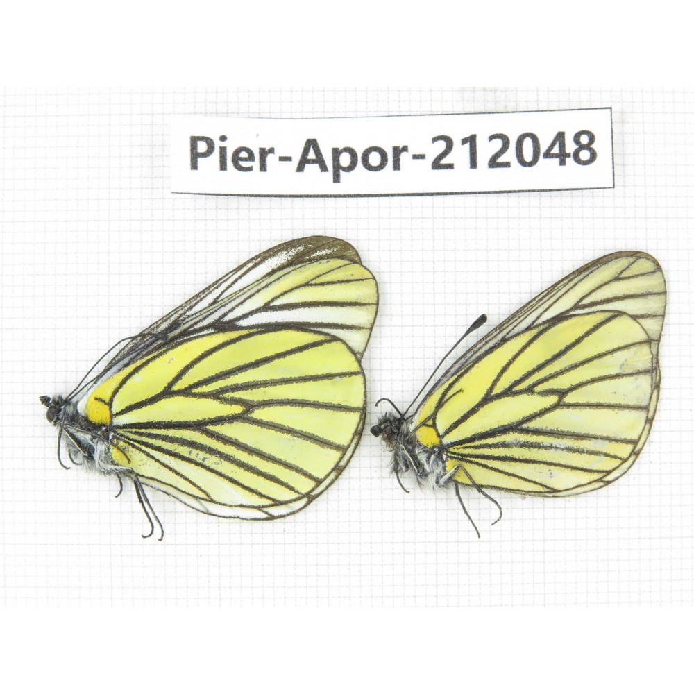 Aporia bieti transiens. China, Sichuan, Ganzi, Kangding, Tagong town. 2M. Pier-Apor-212048.