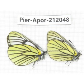 Aporia bieti transiens. China, Sichuan, Ganzi, Kangding, Tagong town. 2M. Pier-Apor-212048.