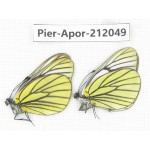 Aporia bieti transiens. China, Sichuan, Ganzi, Kangding, Tagong town. 2M. Pier-Apor-212049.