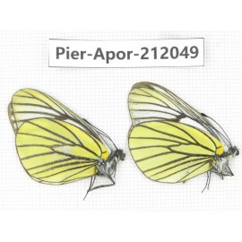 Aporia bieti transiens. China, Sichuan, Ganzi, Kangding, Tagong town. 2M. Pier-Apor-212049.
