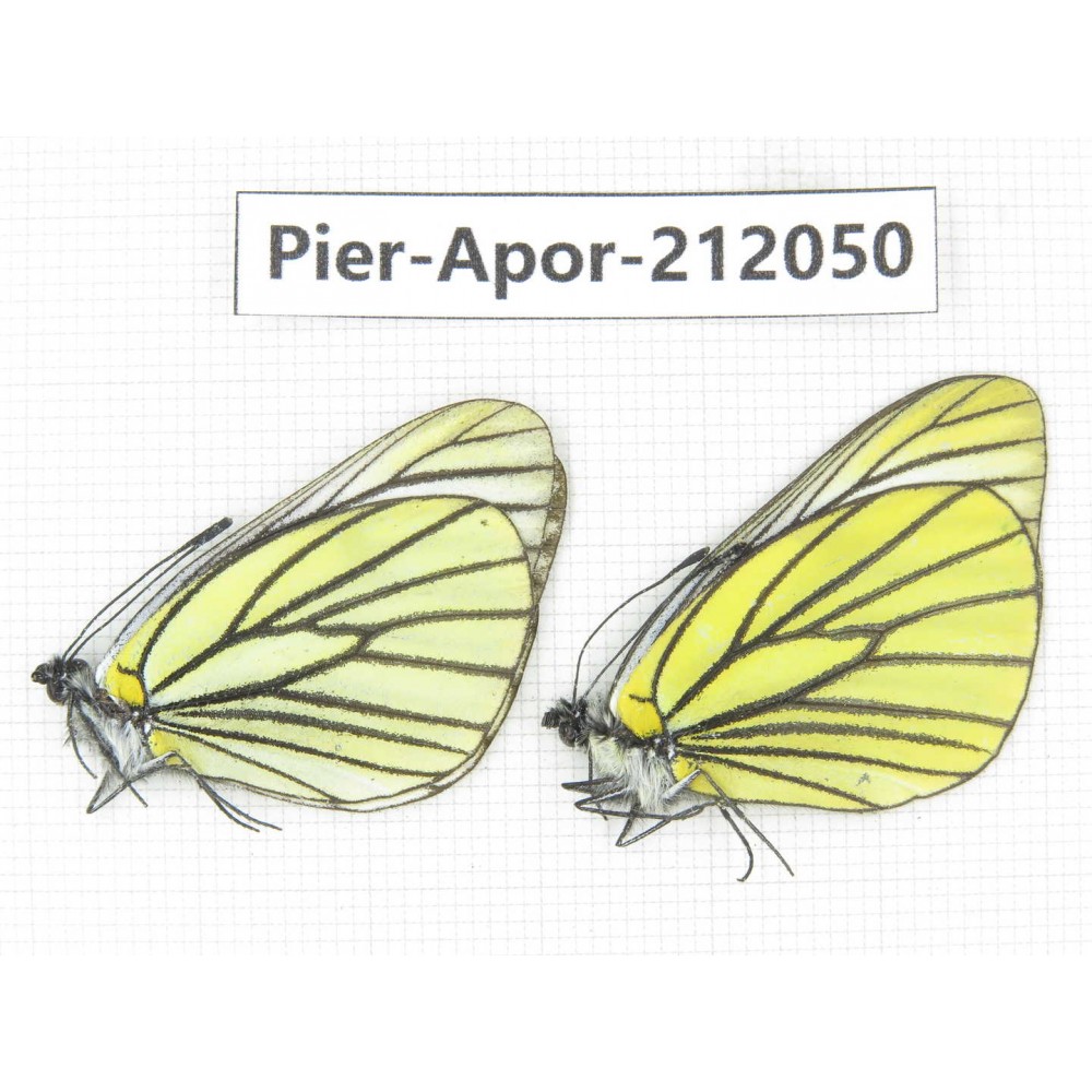 Aporia bieti transiens. China, Sichuan, Ganzi, Kangding, Tagong town. 2M. Pier-Apor-212050.