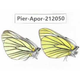 Aporia bieti transiens. China, Sichuan, Ganzi, Kangding, Tagong town. 2M. Pier-Apor-212050.
