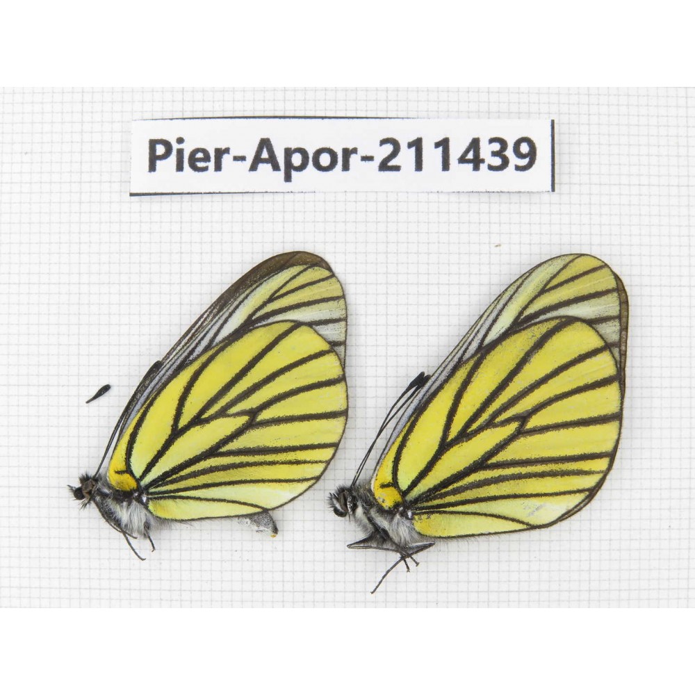 Aporia bieti bieti. China, Sichuan, Ganzi, S Slop of Mt.Gonggashan. 2M. Pier-Apor-211439.