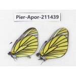 Aporia bieti bieti. China, Sichuan, Ganzi, S Slop of Mt.Gonggashan. 2M. Pier-Apor-211439.