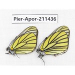Aporia bieti bieti. China, Sichuan, Ganzi, S Slop of Mt.Gonggashan. 2M. Pier-Apor-211436.